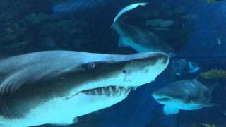 Tropicarium Budapest Shark [upl. by Klinges]