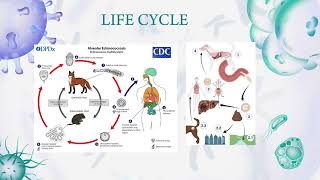 Echinococcus multilocularis [upl. by Akemad410]