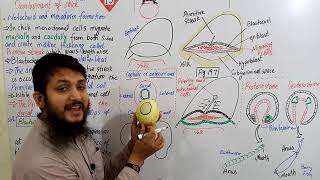 Notochord and mesoderm formation part 01  Fsc bio urduhindi MDCAT lecture Ch19  Lecture11 [upl. by Hamal888]