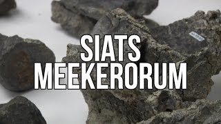 Siats meekerorum [upl. by Krischer369]