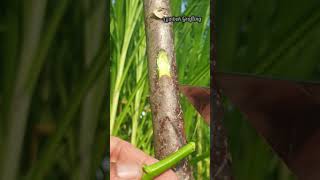 how to graft plants grafting sambungsisip okulasi shortfeed youtubeshorts bonsai cassava [upl. by Nuahsyar]