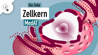 Zellkern  Aufbau amp Funktion  MedAT  Biologie [upl. by Stafford996]