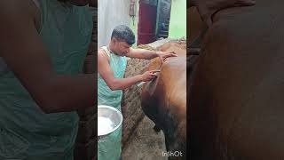 Side of C section in cowtreatment of dystocia PKshortsvideoviralvideofarmingfunnyvideo [upl. by Jenica]