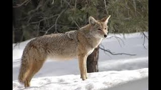 Coyote calling sounds [upl. by Ordep772]