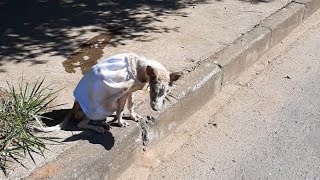 Absolutely Heartbreaking BLIND and DEAF  Abandoned On The Street Panicky [upl. by Saxela]