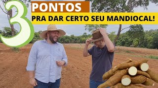 3 pontos pra você saber antes de plantar mandioca Como começar a produzir mandioca [upl. by Pedaiah950]