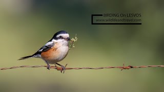 Birding On Lesvos [upl. by Kieryt]