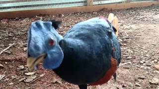 Bornean Fireback Pheasant at Enchanted Birds [upl. by Sebastian2]