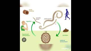 Life cycle of Ascaris lumbricoides zoologybiologyvedioyoutubeshorts [upl. by Laina]