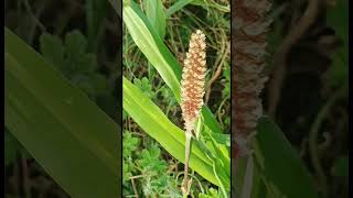 Acorus calamus  BajraFlower [upl. by Anitneuq]