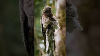 Potoos are a group of birds related to the nightjars and frogmouths [upl. by Curren]