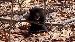 Man helps baby bear crying for mother but the unbelievable happens [upl. by Annauqahs]