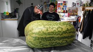 Giant Watermelon 288 lbs cut open see inside [upl. by Eldin407]