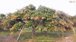 WOW Amazing Agriculture Technology  Longan [upl. by Aidroc]