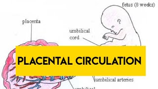 Placental Circulation  Obstetrics  Uteroplacental Circulation  Maternal Circulation  Hindi [upl. by Adelind]