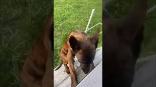 Tough Choice Belgian Malinois or Dutch Shepherd Puppy [upl. by Naam]