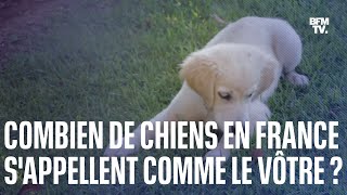 Le top 10 des noms de chiens les plus donnés en France en 2022 [upl. by Noterb]