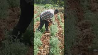 Pyrethrum harvesting in Kenya [upl. by Limak962]