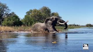 Jabu the elephants boisterous swim  Living With Elephants Foundation  Botswana [upl. by Vaughn]