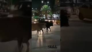 Skikda Ville 😱😱🤔skikda skikdaalgerie setif shortvideo algeria [upl. by Higley701]