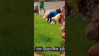 Movento Energy Insecticide Shorts Viral shortsvideo वायरलवीडियो viralvideo viralshorts [upl. by Molton842]