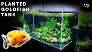 How To Planted Goldfish Aquarium Tutorial  The Ranchu Crew [upl. by How529]