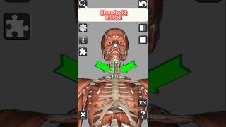 Anatomy  Sternohyoid muscle medical 3d anatomy head neck muscles shorts [upl. by Nirehtac]