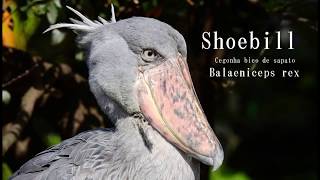 Shoebill  Cegonha bico de sapato no parque das aves em Hyogo [upl. by Katy]