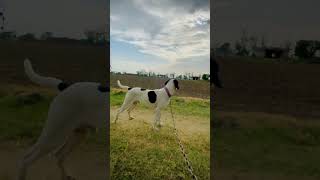 Pointer dog in Punjab dog doglover pets [upl. by Winshell]