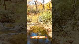 Brevard North Carolina Beauty 🍁mtb mountainbiking fallcolors brevard northcarolina shorts [upl. by Ihtraa]