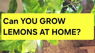 Why ANYONE Can and should Grow Citrus trees and lemon trees At Home [upl. by Prochora]