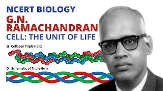 G N Ramachandran  Biography  Class 11  Cell  NCERT [upl. by Feltie]