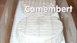 Making Camembert at Home [upl. by Jeralee]