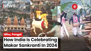 Makar Sankranti 2024 From Assam To Tamil Nadu This How India Is Celebrating Makar Sankranti [upl. by Doralin316]