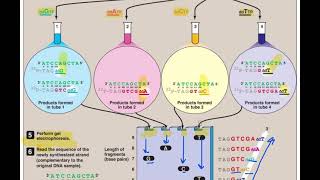 DNA Sequencing By Sanger Method  Application of biotechnology [upl. by Dalis992]