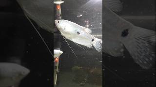 Should I Replace The Gouramis shorts aquarium viralvideo trending fishtank [upl. by Nnyrb233]