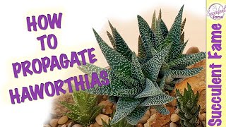 HOW TO PROPAGATE HAWORTHIA SUCCULENTS With Updates [upl. by Sofie717]