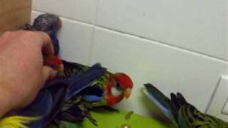 Rosellas y ninfas papilleras [upl. by Eimilb]