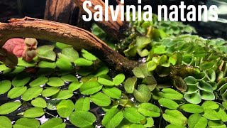 parliamo della salvinia natans [upl. by Calendra]