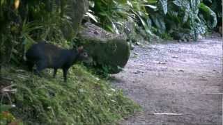 Agouti at Papillote Wilderness Retreat [upl. by Gish468]