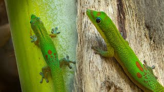 Gold Dust Day Geckos  Facts amp Info [upl. by Annaujat]