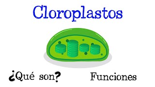 🌿 ¿Qué son los Cloroplastos 🌿 Funciones 🌞 Tilacoides y Estroma Fácil y Rápido  BIOLOGÍA [upl. by Nnomae925]