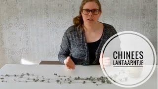 🌱☘️🌿 Drie handige manieren om het Chinees Lantaarnplantje te stekken 🌱☘️🌿 [upl. by Jay]