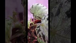 Rex begonia silver jewel houseplants begonia begoniaaddict indoorplants shorts rexbegonia [upl. by Mariann173]