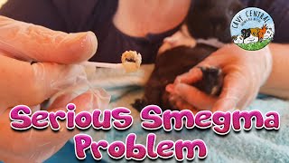 Guinea pig boar smegma issues and cleaning  male guinea pigs Cavy Central [upl. by Aneekal569]