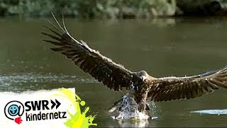 Steinadler bei OLIs Wilde Welt  SWR Kindernetz [upl. by Ifen629]