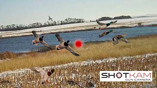 Duck Hunting Highlights  74 Kills  with a ShotKam [upl. by Snodgrass]