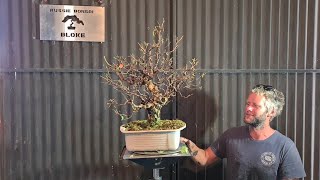 Silver Birch bonsai Trim and defoliation Aussie Bonsai Bloke [upl. by Yrennalf]