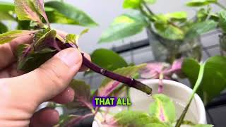 How I Propogate Coleus [upl. by Leirbma]