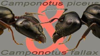 Camponotus fallax és Camponotus piceus különbségek  Szivacsos formikárium [upl. by Deeas155]